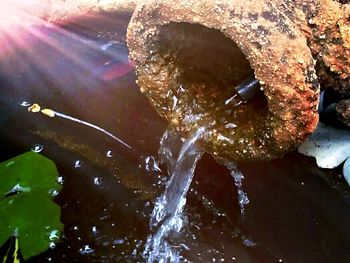 Reflection of trees in water