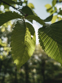 Close-up of leaves on plant