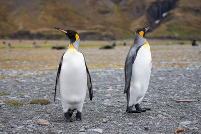 Penguins on ground