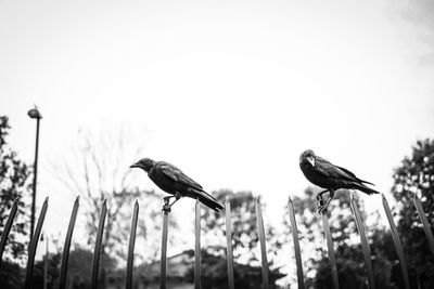 Low angle view of birds perching on tree