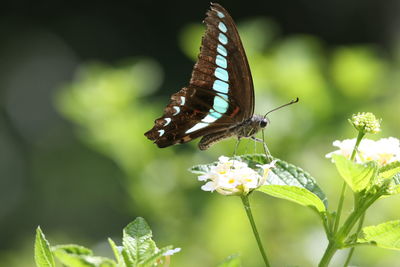 Close-up of butterfly pollinating on flower