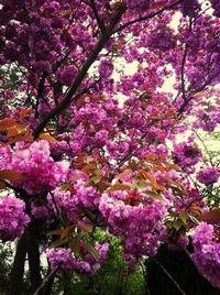 Pink flowers blooming on tree
