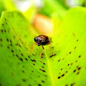 Close-up of insect on leaf