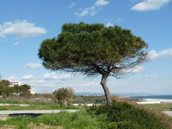 Trees growing at beach against sky