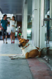 Dog sitting on floor