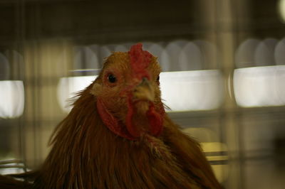 Close-up of rooster