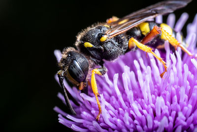 Close-up of bee pollinating on purple flower