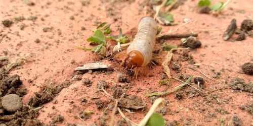 High angle view of insect on field