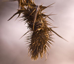 Close-up of dried plant