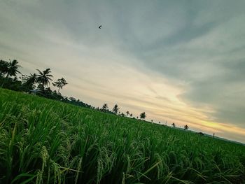 Scenic view of corn field against sky