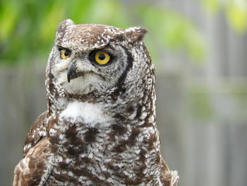 Close-up portrait of owl