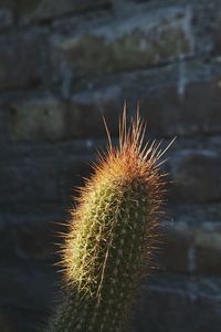 Close-up of succulent plant