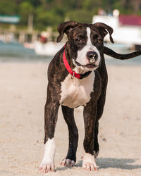 Portrait of dog standing on beach