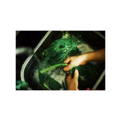 Close-up of hand feeding fish swimming in aquarium