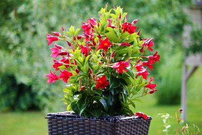 Close-up of red flowers in basket