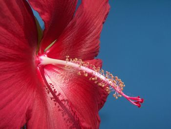 Close-up of pink hibiscus flower