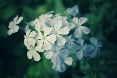 Close-up of white flowers growing on plant