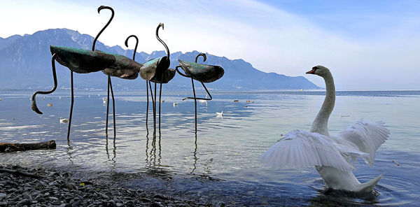 View of swan in sea against sky