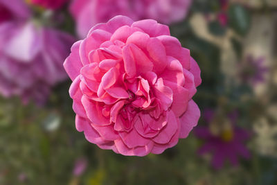 Close-up of pink rose