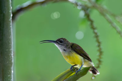 Close-up of bird perching on a plant