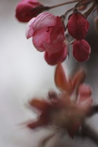 Close-up of flowers