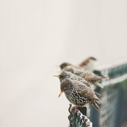 Starlings perching on fence against clear sky