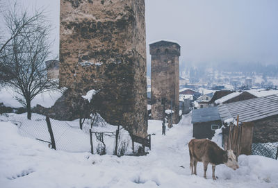 View of a dog on snow covered landscape