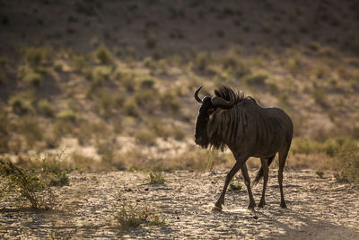 Wildebeest standing in field at evening