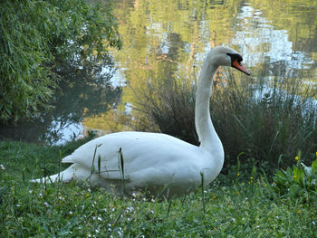 View of swan in lake