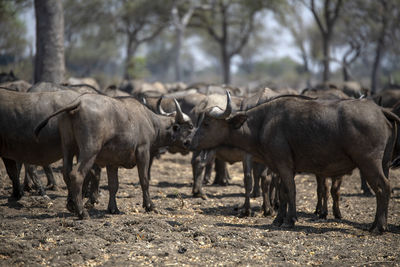 Buffalos standing in a field