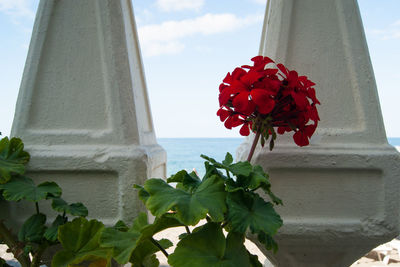Close-up of red flowering plant