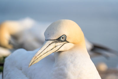 Close-up of a bird