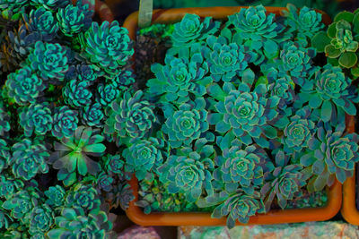 Close-up of vegetables on plant