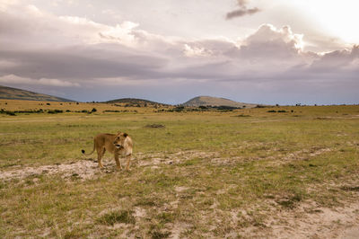 Cow grazing on landscape against sky