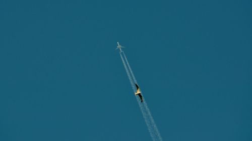 Bird flying under airplane