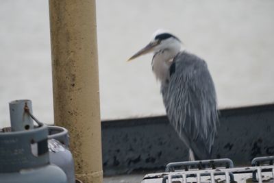 Close-up of bird perching on railing