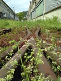 Plants growing in front of house