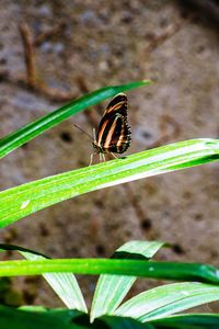 Butterfly on leaf