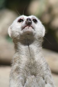 Close-up portrait of a meerkat