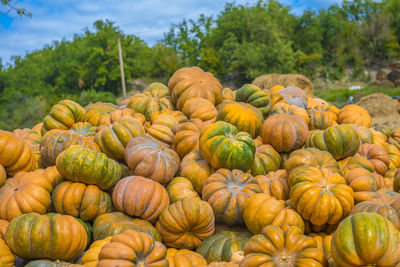 Full frame shot of pumpkins on field