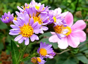 Close-up of pink flowers growing in garden