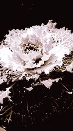 Close-up of white flowers over black background