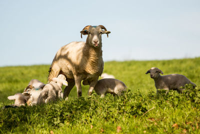Sheep in a field