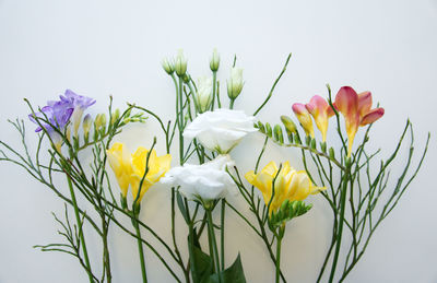 Close-up of flowering plant against white background