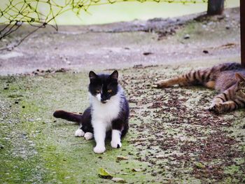 Portrait of cat sitting on field