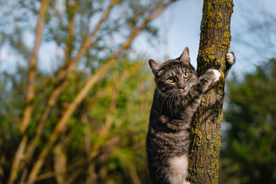 Portrait of a cat climbing on tree trunk