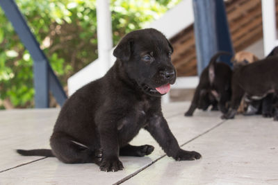 Portrait of puppy sitting on floor