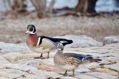 Mallard ducks on rock