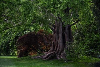 Trees growing in forest