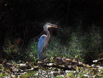 High angle view of gray heron perching on plant